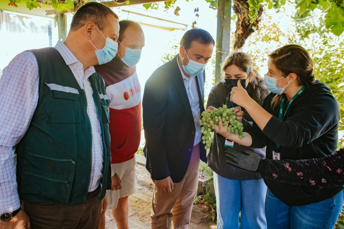gore y sag suman esfuerzos para controlar plaga en parrones caseros de ñuble
