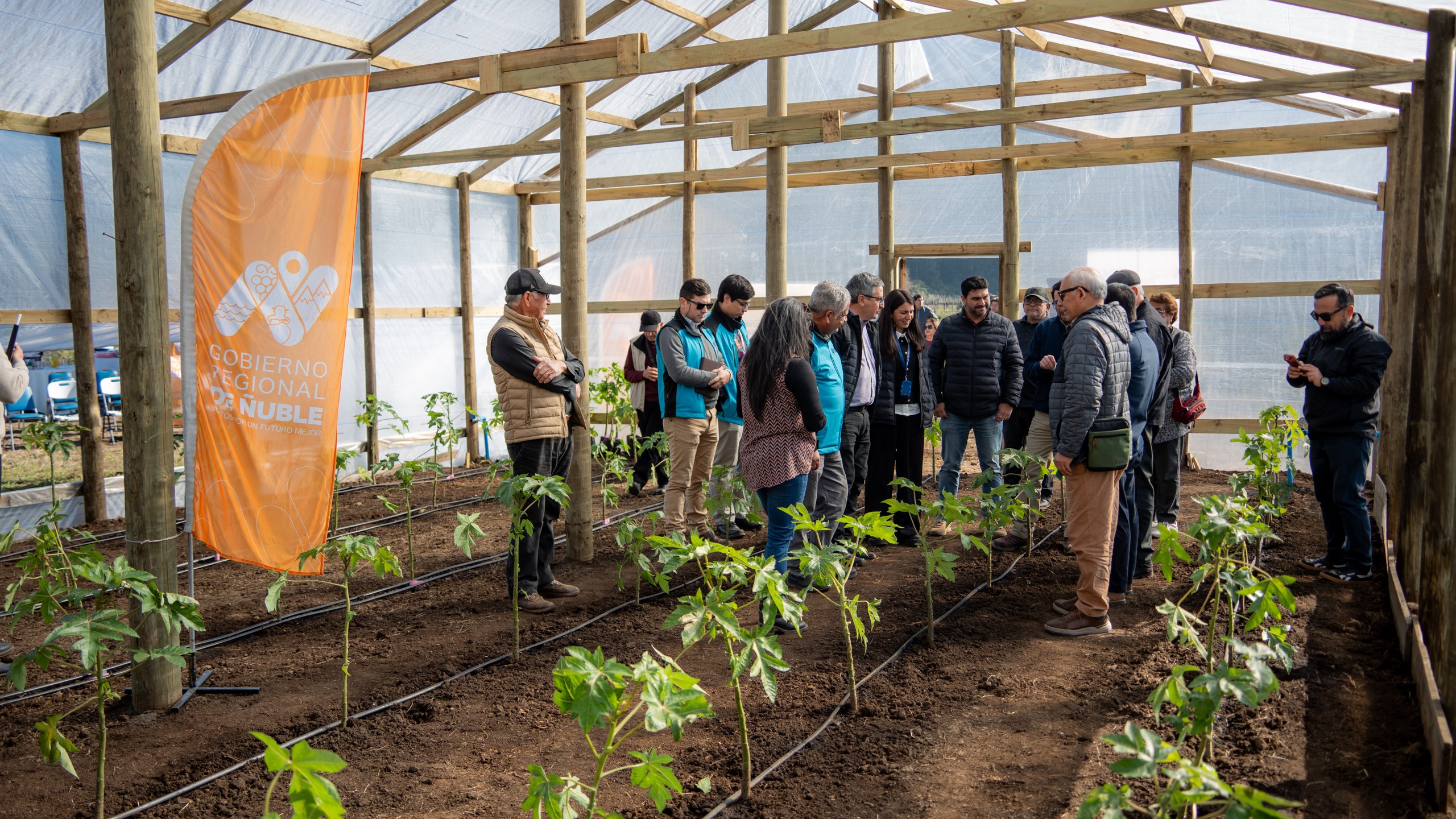 Inauguran primer invernadero de papayos para fortalecer la fruticultura costera en Ñuble