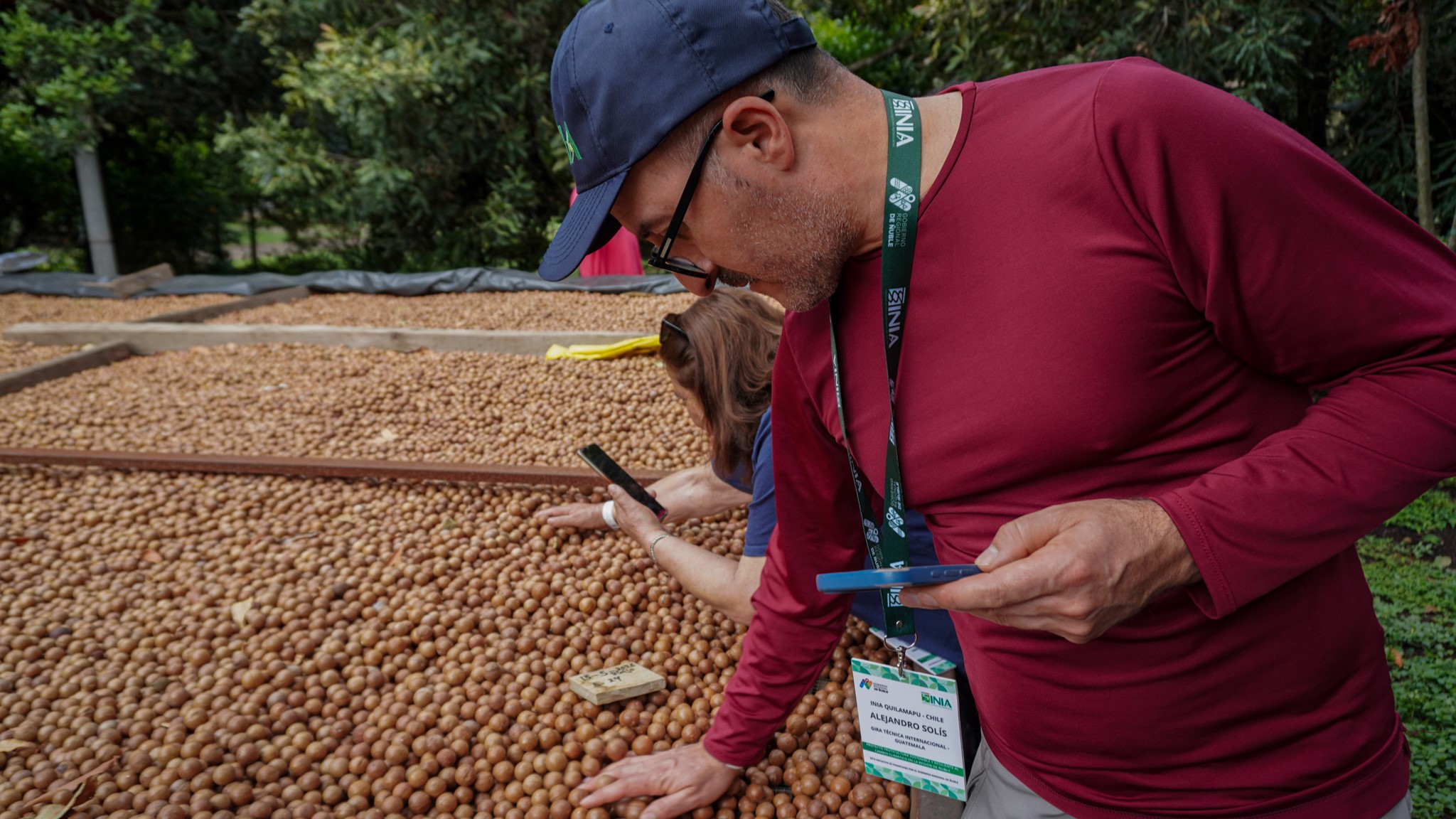 Ñuble apuesta por la macadamia: agricultores conocieron en Guatemala su cultivo y procesamiento
